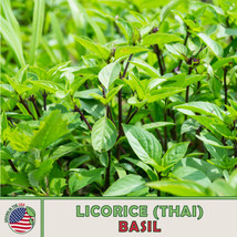 FA Store 500 Licorice Thai Basil Seeds Ocimum Basilicum Culinary - £7.47 GBP