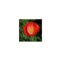 New Fresh Seeds 25 American Legion Red Poppy Seeds - $9.98