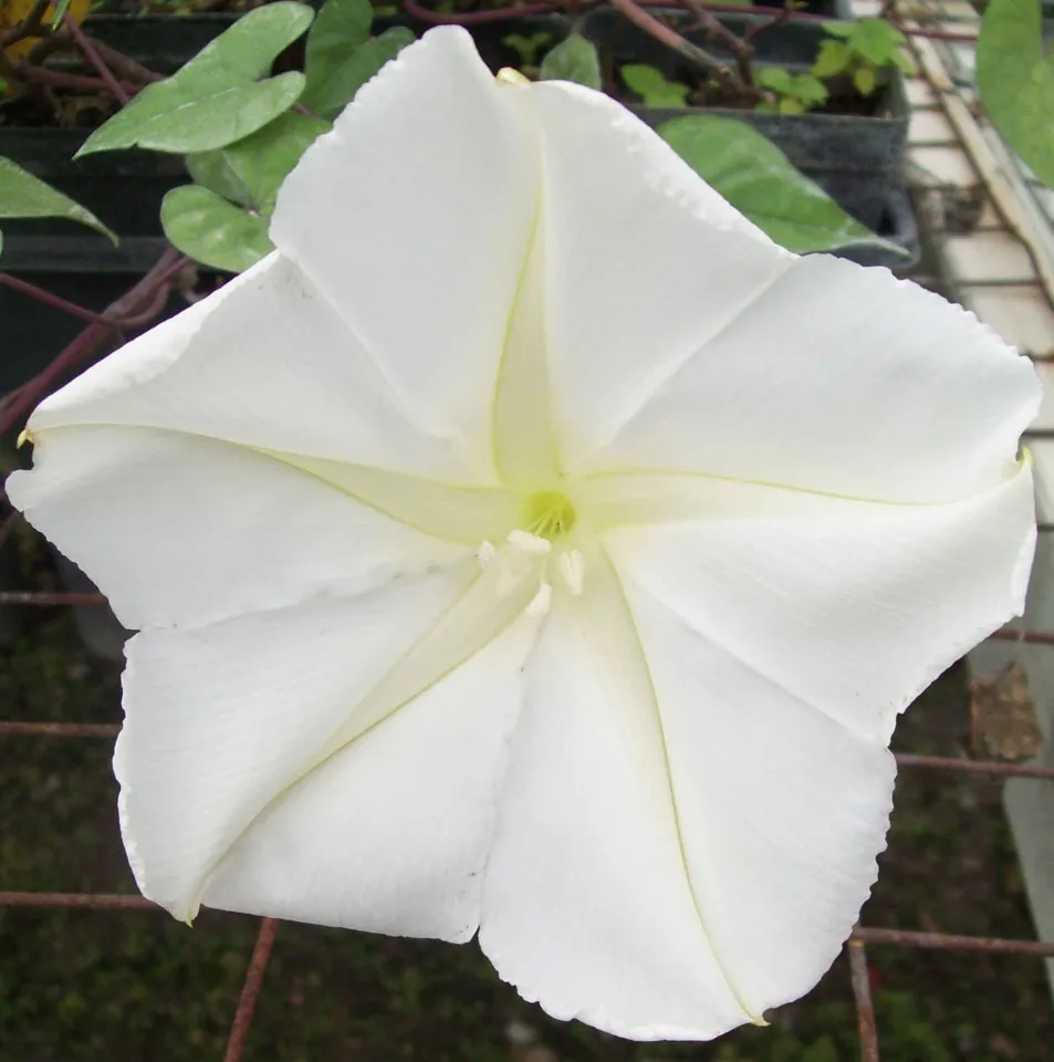 White Morning Glory 50 Seeds Moonflower Vine 4 - £9.53 GBP