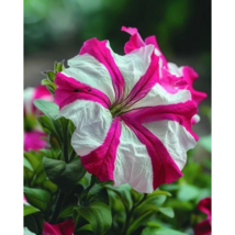 SR 25 Seeds Pink White Petunia Flowers USA Seller - £7.89 GBP