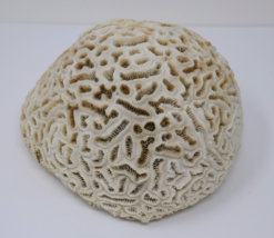 Natural Brain Coral White Real Sea Specimen Aquarium Décor - £36.77 GBP