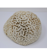 Natural Brain Coral White Real Sea Specimen Aquarium Décor - $48.99