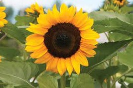 25 ProCut Orange Sunflower Seeds Flowers Seed Flower Perennial Sun Bloom - £7.96 GBP