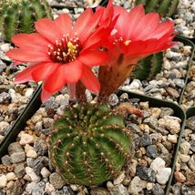 Cacti Lobivia saltensis cactus Succulent real live plant - $37.40