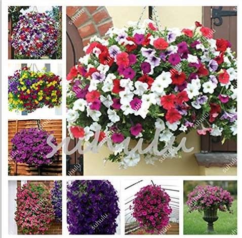 200 Pcs Many Color Hanging Petunia 4 Seasons Indoor Balcony Easy To Plan... - $14.90