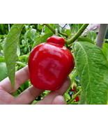 Manzano Pepper Seeds RED TYPE (24 seed/ packet) FREE SHIPPING (INTERNAT-$ 1.60) - $3.46