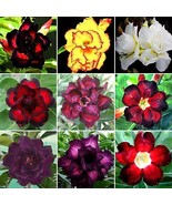 Fresh 100 Mixed Color Desert Rose Seeds To Grow 100 Seeds Adenium Obesum... - £64.93 GBP