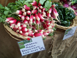 Radish French Breakfast Radish 265 Seeds Fresh USA Fast Shipping - £7.37 GBP