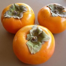 New Fresh Seeds 5 American Persimmon Tree Diospyros Virginiana Fruit Seeds Fast  - $14.90