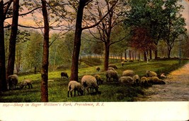 Undivided Back POSTCARD- Sheep In Roger Williams Park, Providence, R.I. BK30 - £3.89 GBP