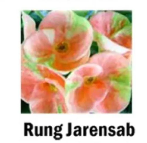 Rung Jaren Sab Crown Of Thorns Euphorbia Milii Christ Plant Starter Plant Fresh  - £28.76 GBP