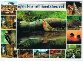 Holland Netherlands Postcard Kaatsheuvel Birds Animals Sheep Sunset Waterfall - £2.84 GBP