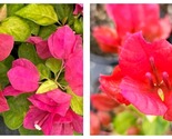 Sustone Red Bougainvillea Small Well Rooted Starter Plant - $44.93