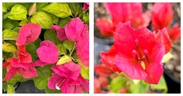 Sustone Red Bougainvillea Small Well Rooted Starter Plant - £35.92 GBP