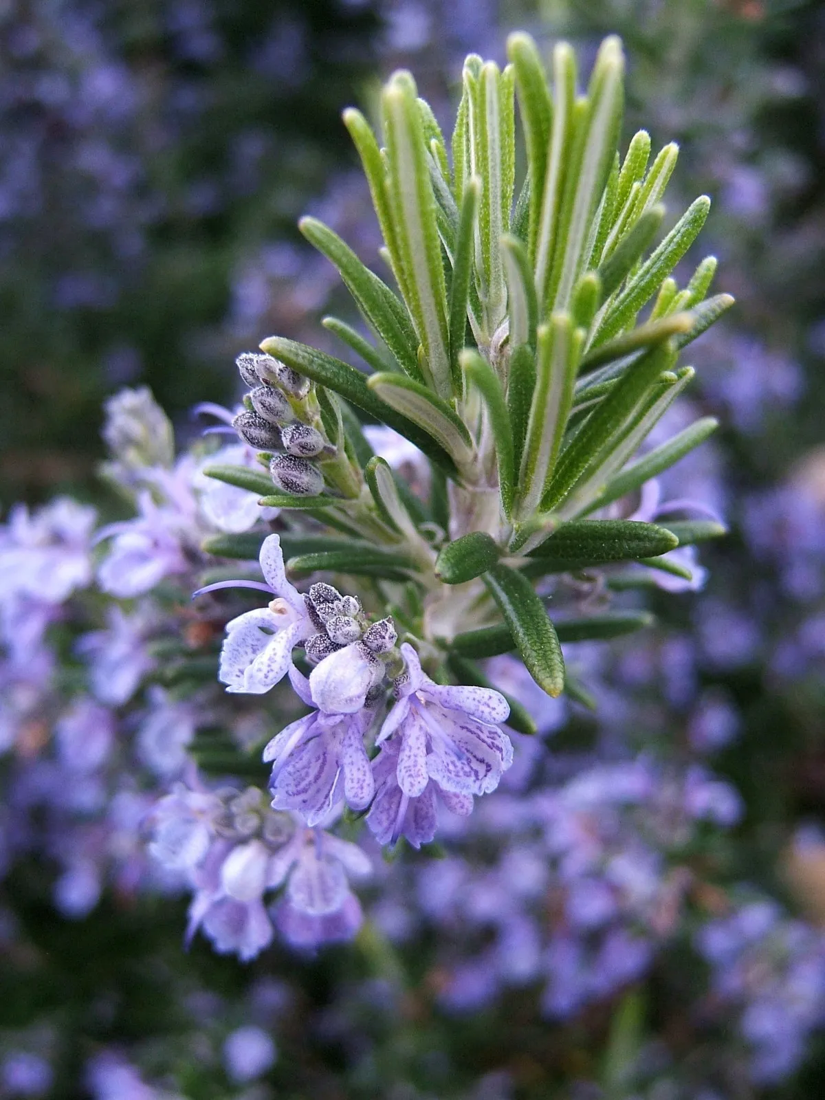 Rosemary NON-GMO, Heirloom, Variety Sizes, Anthos 50 seeds - $3.99