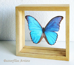 Brilliant Blue Morpho Menelaus Didius Butterfly Entomology Double Glass Display - £66.85 GBP