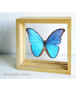 Brilliant Blue Morpho Menelaus Didius Butterfly Entomology Double Glass ... - $1,767.44 MXN