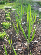 200 Seeds Green Bunching Onion Organic Fresh Garden - £11.94 GBP