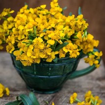 MARIGOLD SWEET MACE, 50 SEEDS R - $267.26 MXN