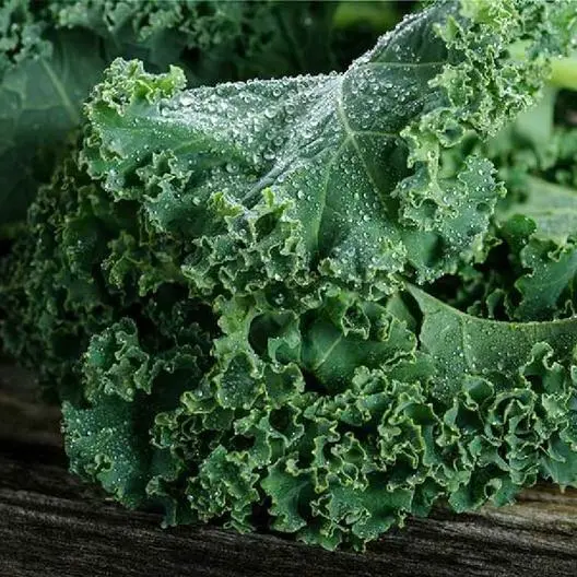 Fresh Kale Blue Curled Scotch Vates Heirloom Microgreens Non-Gmo 400 Seeds - £8.62 GBP