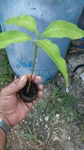 Litchi chinensis Lychee live tree plant fruit Outdoor Living - $67.99