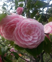 Live Plant PINK PERFECTION Camellia Japonica, Indoor &amp; Outdoor Plant, Ho... - $35.95