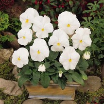 Fast Ship USA Seller Pansy Clear Crystals White Flower Seeds Viola Wittrockiana  - £11.35 GBP