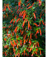 LKS 10 Red Cigar Mexican Firecracker Cuphea Ignea Flower Seeds Home Garden - $11.32