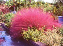 40 Pink Muhly Grass Cotton Candy Grass Muhlenbergia Capillaris Native Seeds Fres - £7.47 GBP