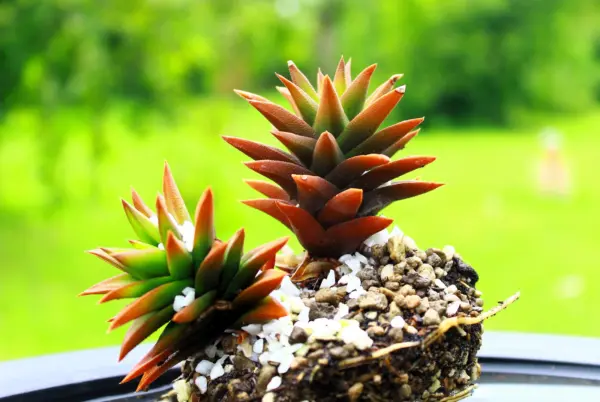 Top Seller 50 Rock Pine Orostachys Japonica Multicolored Succulent Flowe... - $14.60