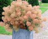 Young Lady Smoke Bush Cotinus Coggygria 20 Prestratified Seeds - $8.99