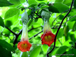 Guashi Store 10 Seeds Red Angel&#39;S Trumpet Burgmansia Sanguinea Flower Flowering  - £17.36 GBP