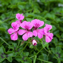 USA SELLER 1R7D4 Reach Out Geranium Seeds Light Purple 15 Thru 100 Seeds Ivy Ger - £17.47 GBP