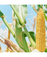 50+Trucker&#39;s Favorite Yellow Corn Seeds Vegetable Garden Heirloom NON-GM... - $92.66 MXN