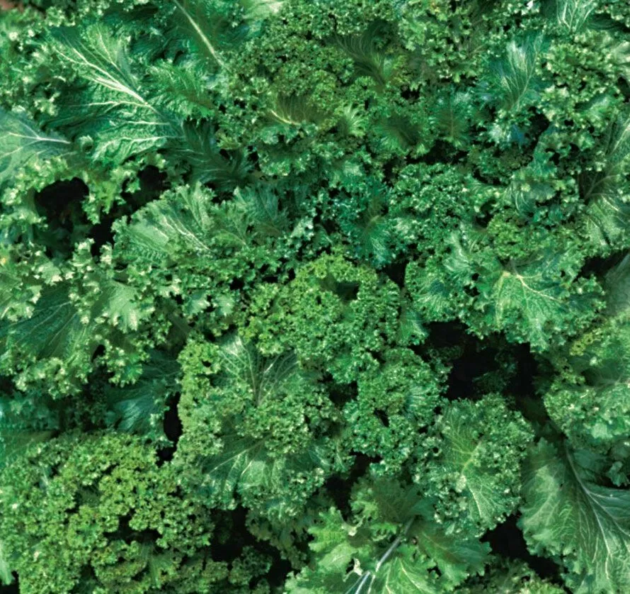 500 VEGETABLE SEED MUSTARD SOUTHERN GIANT CURLED For Garden - $6.84 CAD