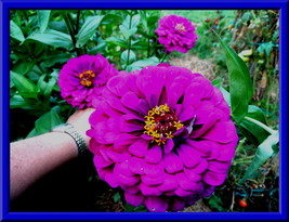 Fresh Seeds Hot Neon Purple Zinnia 25 Seeds Gigantic Flower Heads - $20.96