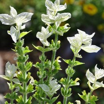 Seeds USA Seller Salvia Horminum White Swan Seeds - £8.17 GBP