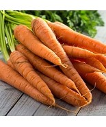 Tendersweet Carrot Seeds - 500 Count Seed Pack - Non-GMO - Rich-Orange Colored R - $13.49