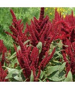 US Seller Amaranth Pygmy&#39;S Torch Dwarf 16&quot; Containers Dried Flowers 1000... - $7.96