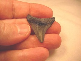 (s210-F) 1-1/4&quot;  Fossil MEGALODON Meg Shark Tooth Teeth JEWELRY I love sharks - £15.36 GBP