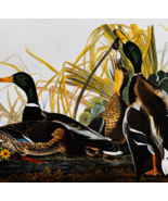 1979 Mallard Duck Color Plate Print Audubon Birds Of America Vintage Art... - $34.99