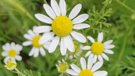 Roman Chamomile Seeds, Ground Cover Teas &amp; Medicine, NON-GMO, Variety Sizes Sold - £6.28 GBP
