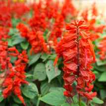 50 Scarlet Sage Seeds Ct Salvia Coccinea Herb NON-GMO Perennial - £9.52 GBP