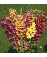 USA Non GMO 500 Seeds Snapdragon Tetra Mix Semidwarf Multicolored Blooms... - £7.16 GBP