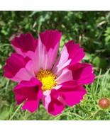 20 Seeds Cosmos SeashellsFrom US - £6.51 GBP