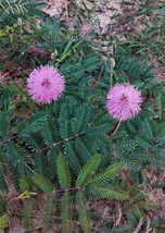 Septh 2 TOUCH-ME-NOT Sensitive Plants Sleepy Mimosa Pudica 2&quot;&quot; Starter Shy Shame - $37.49