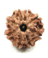8 Mukhi Rudraksha / Eight Face Rudraksh - Nepal - Lab Certified - €73,09 EUR