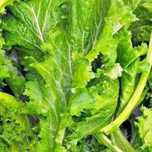 Fresh USA Seller Old Fashioned Mustard Salad Greens - $17.52