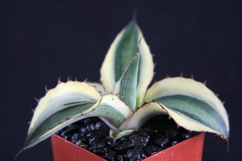 2&quot; Pot Agave Lophantha Quadricolor Variegated Exotic Rare Succulent Plant Cactus - £24.11 GBP