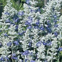 TH 40 Seeds Salvia Silvery Blue Strata Flower Seeds / Perennial / Deer. Drought  - £11.80 GBP